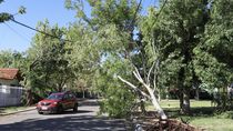 Casi 40 árboles se cayeron en Cipolletti, producto del fuerte viento / Fotos 