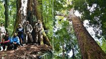 cientificos hallan al arbol mas alto del amazonas