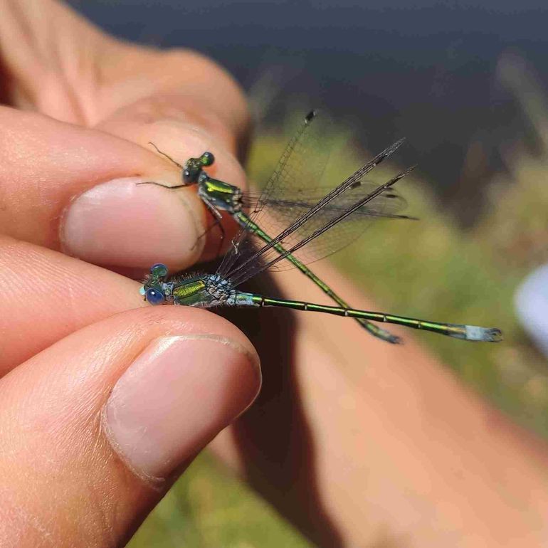 La recomendación es no matar a las libélulas