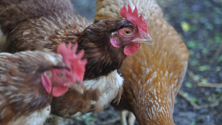Las sospechas surgieron a partir de la notificación de mortandades y síntomas compatibles con la enfermedad en gallinas