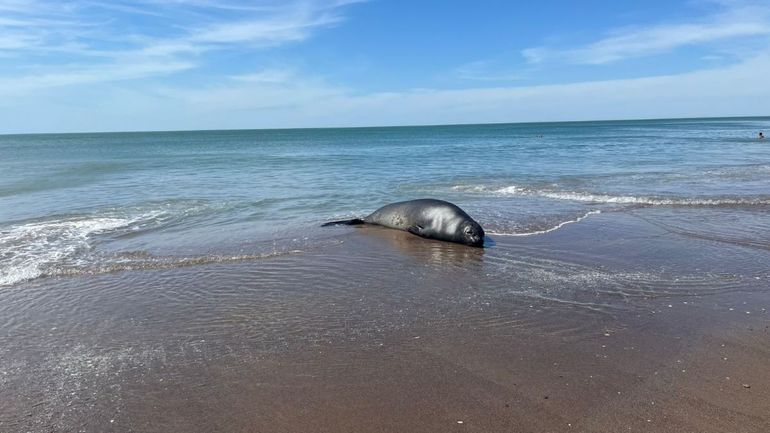 El animal salió del mar y se echó en la arena. Ocurrió el sábado en la Tercera Bajada de Las Grutas.&nbsp;