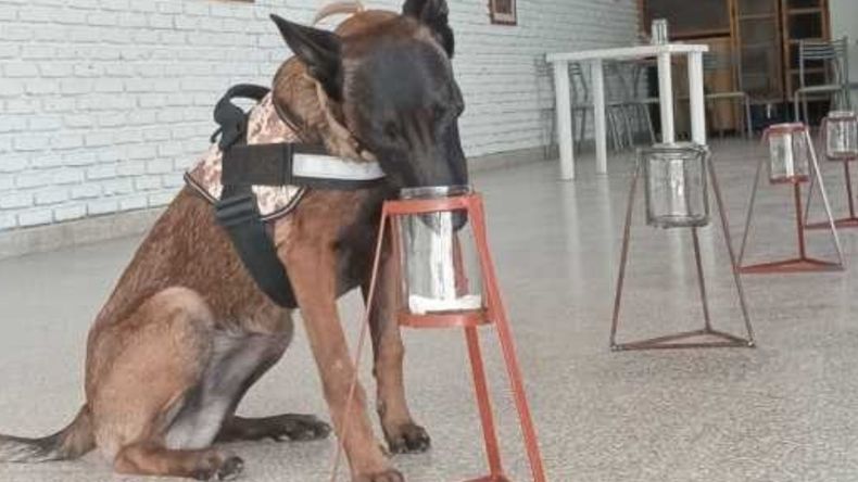 Uno de los perros policía que identificó rastros tomados en la camioneta del presunto abuso como pertenecientes al curandero de Chubut y a la presunta víctima. 