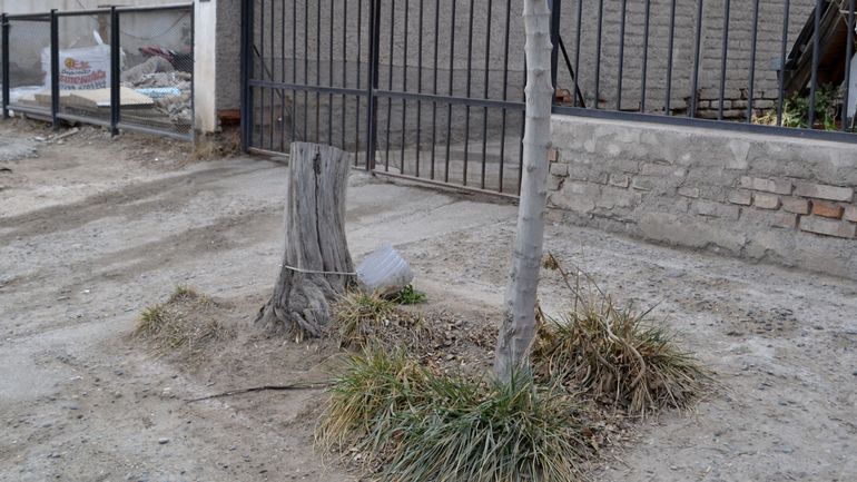 Los frentistas deben reponer los árboles talados sobre sus canteros.