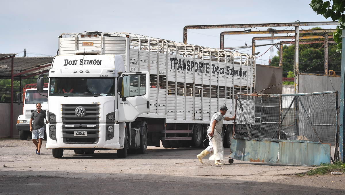 Achuras contaminadas: allanan un frigorifico y dos carnicerías