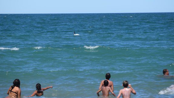 El cisne cuello negro estuvo cerca de la costa, para el entusiasmo de los veraneantes. La sequía lo habría traído aquí.&nbsp;