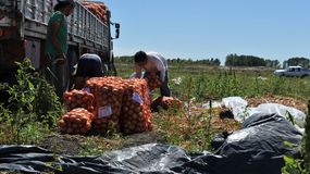 La última declaración jurada de cultivos muestra una fuerte retracción en la siembra de cebolla respecto de la temporada anterior. | LMCipolletti.com La última declaración jurada de cultivos muestra una fuerte retracción en la siembra de cebolla respecto de la temporada anterior.
