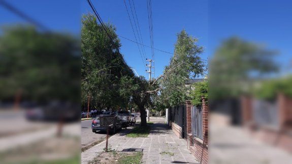 Denunciaron a Edersa por la desastrosa poda del barrio Prieto