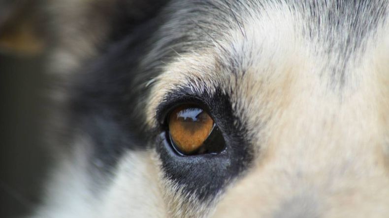 Un hombre de Villa Regina fue denunciado por crueldad animal y deberá pagar una multa de 50 mil pesos.&nbsp;