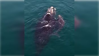 Postales rionegrinas que enamoran: una ballena y su cría fueron protagonistas en Las Grutas.
