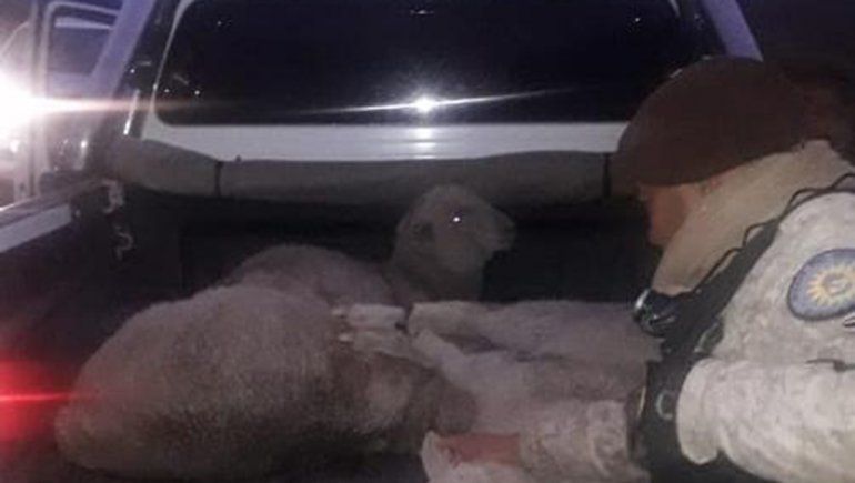 La Policía rionegrina y una exhaustiva lucha contra la faena clandestina