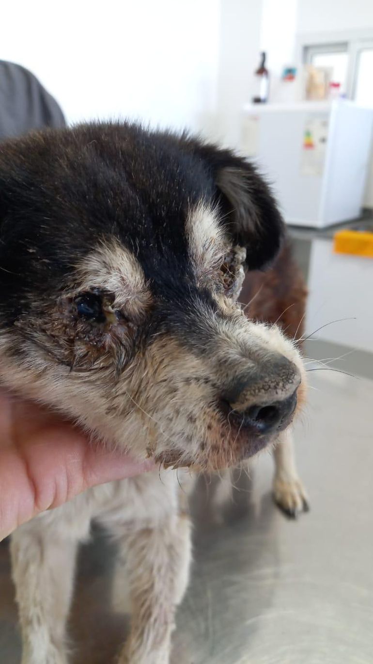 El trabajo de ACPRA consiste en rescatar y otorgar tareas de cuidado a los caninos víctimas de maltrato animal. 