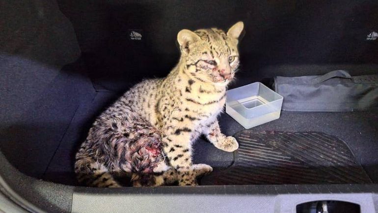 Se encontró un gato montés herido en plena Ruta 237: así fue el operativo de rescate