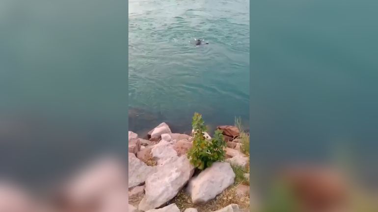 Descubrió un cuerpo flotando mientras paseaba por el Limay