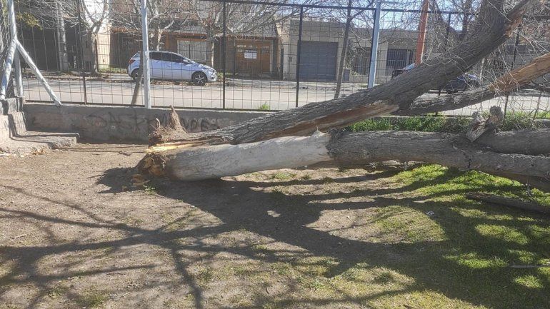 El viento derribó un histórico árbol en la Escuela 258