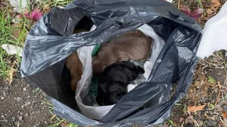 Cada vez son más frecuentes los abandonos de perros. Imagen ilustrativa.