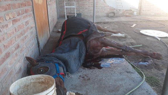 Uno de los caballos que mataron los delincuentes qued&oacute; tendido fuera del box.&nbsp;