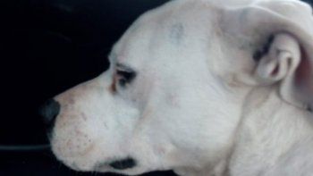 la historia del dogo que es sordo, no ladra y nadie lo quiere: lo devolvieron al refugio canino de la isla