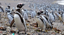 Cerca de 40 Pingüinos de Magallanes fueron reubicados desde el Aquarium de Mar del Plata a un establecimiento en el Alto Valle de Río Negro. Cerca de 40 Pingüinos de Magallanes fueron reubicados desde el Aquarium de Mar del Plata a un establecimiento en el Alto Valle de Río Negro.