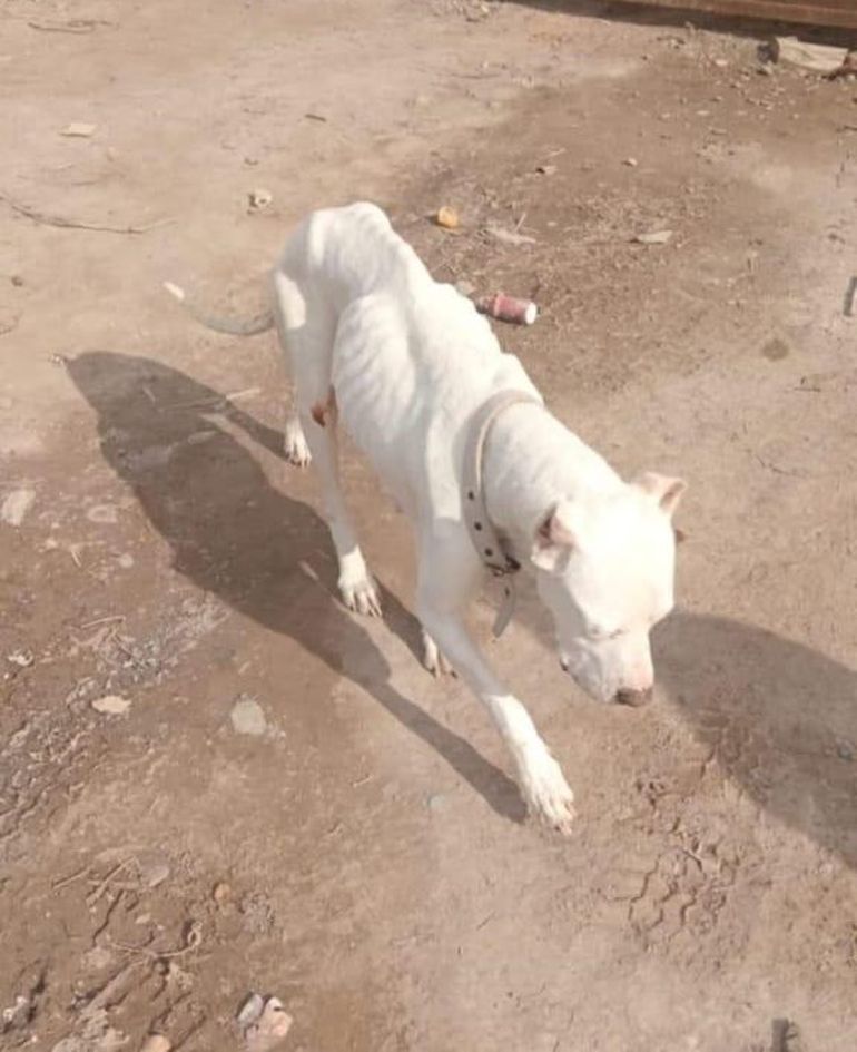 Los voluntarios de APCRA asistieron casos de extrema negligencia en caninos.&nbsp;