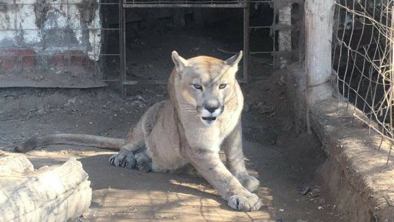 La Chacra de Cipolletti será el nuevo hogar del puma Pancho