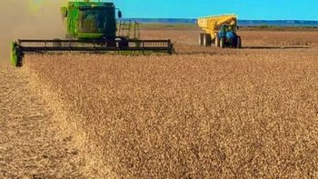 Una realidad: soja en la Patagonia y con excelentes rindes. Se amplia la frontera agrícola en el sur del país. 