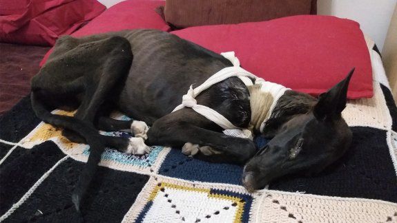 Bronca por la muerte de un perro rescatado en un allanamiento 