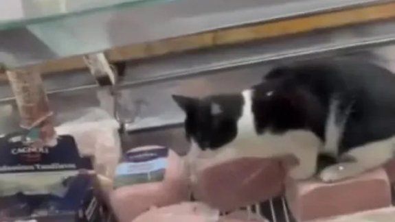 Clausuraron supermercado tras el video viral de un gato comiendo jamón