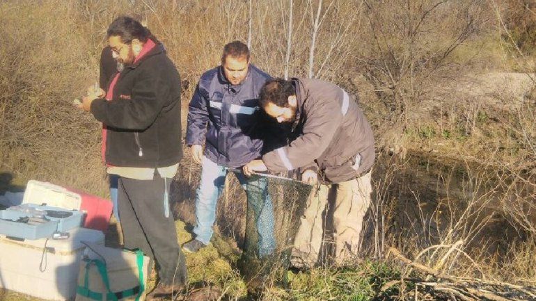 Los peces fueron encontrados por vecinos
