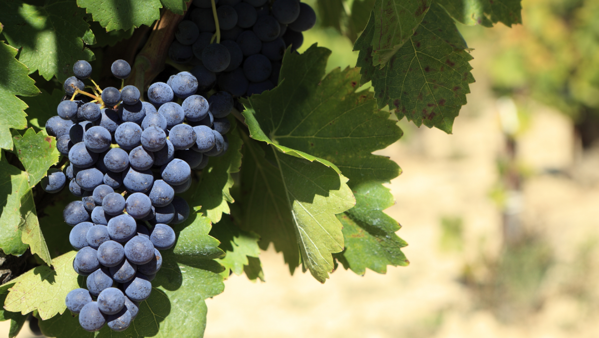 Diez merlots para volver a enamorarse