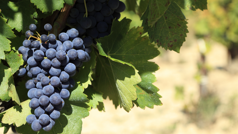 Un logro en Inglaterra sienta las bases para el despegue de los vinos neuquinos