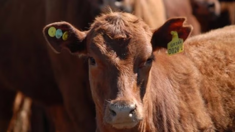 Esta nueva medida, que es obligatoria, mejorará los procesos de trazabilidad para la actividad.