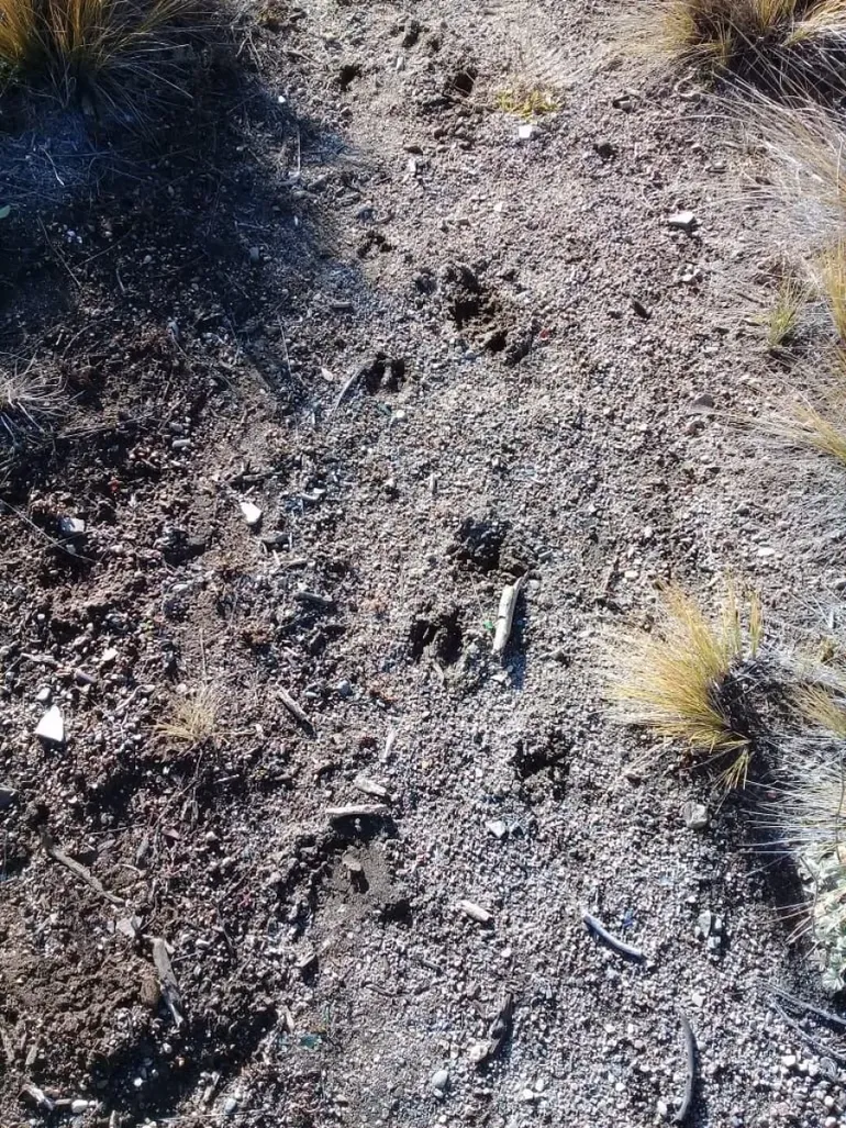 Las bajas temperaturas marcaron las huellas de un extraño animal en Bariloche. Las bajas temperaturas marcaron las huellas de un extraño animal en Bariloche.