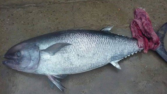aparecio un atun gigante varado en la playa de las grutas
