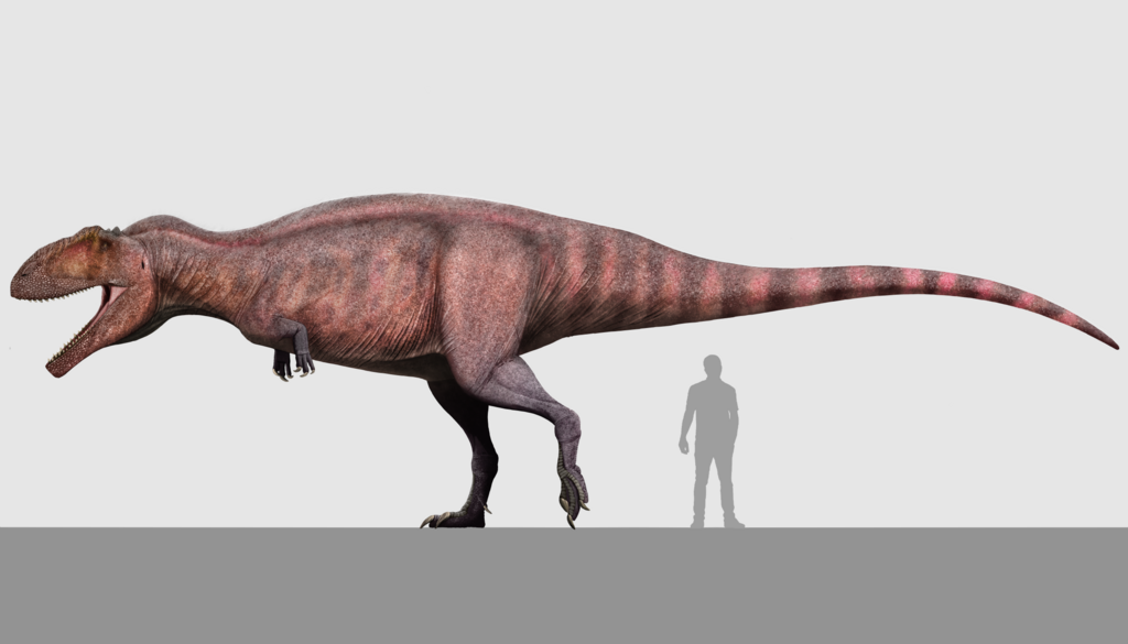 El hallazgo de fósiles del dinosaurio Taurovenator violantei profundiza los conocimientos sobre una especie poco conocida y arroja luz sobre los carcarodontosáuridos, una familia de predadores que habitó la región hace más de 90 millones de años.