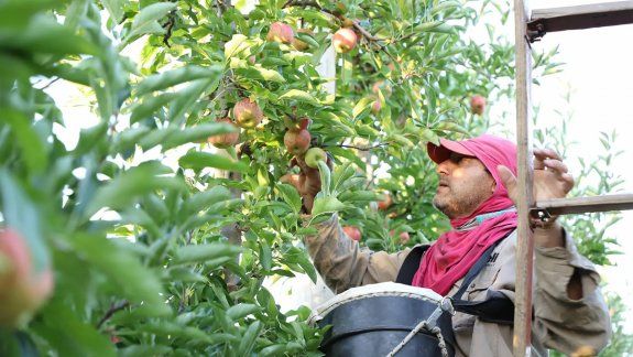 Fruta: un gremio ya estampó la firma por un nuevo acuerdo salarial