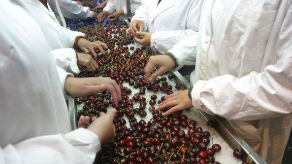 Difícil escenario para la exportación de cerezas a China