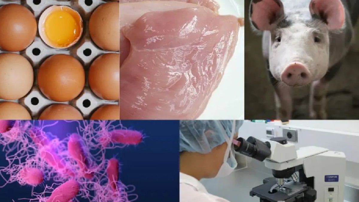 Recomendaciones para prevenir la Salmonelosis.&nbsp;