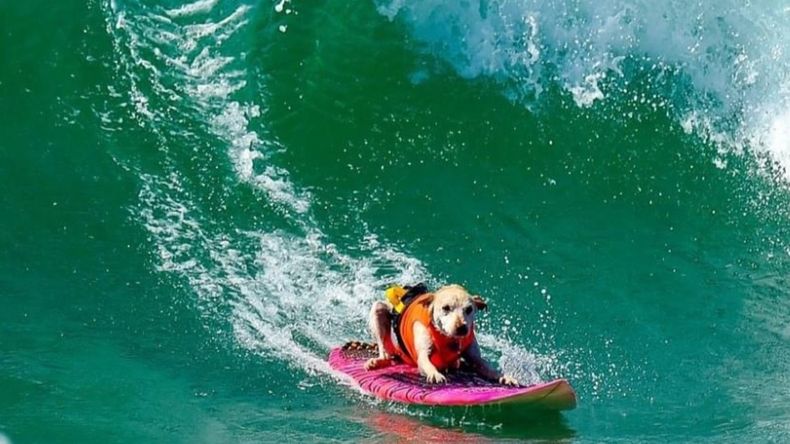 Sugar, la perra campeona de surf canino, había recibido el diagnóstico de cáncer hace pocas semanas.