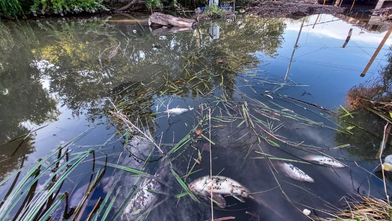 Alerta por la gran cantidad de peces muertos flotando en el arroyo Durán