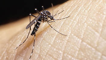 es imposible enganar al mosquito del dengue
