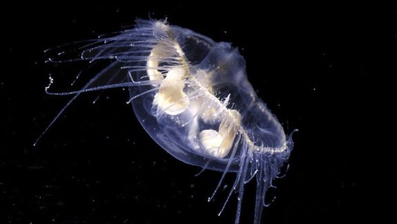 La medusa de agua dulce Craspedacusta sowerbii fue vista en lagos de Bariloche.&nbsp;