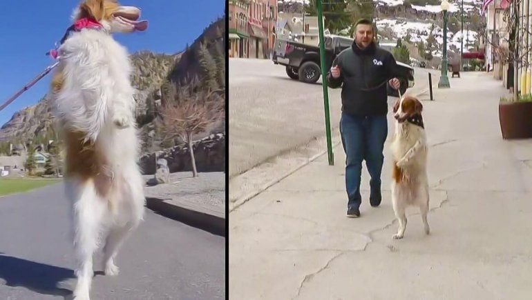 Dexter el hermoso perro viral que camina en dos patas tras un accidente
