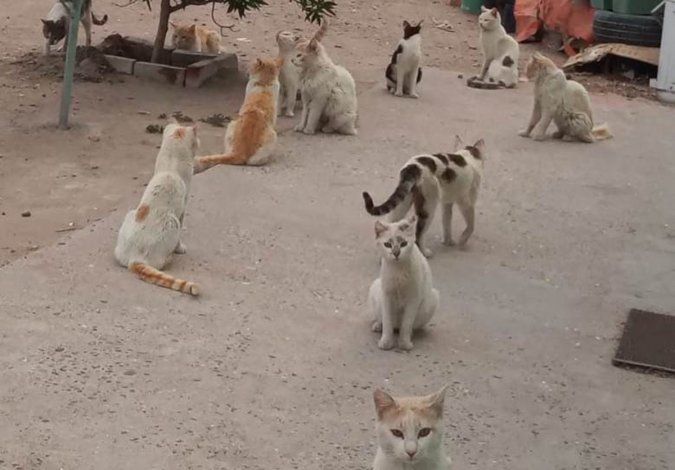 Los gatos deambulan por la casa donde quedaron solos. Los quieren asistir y castrarlos