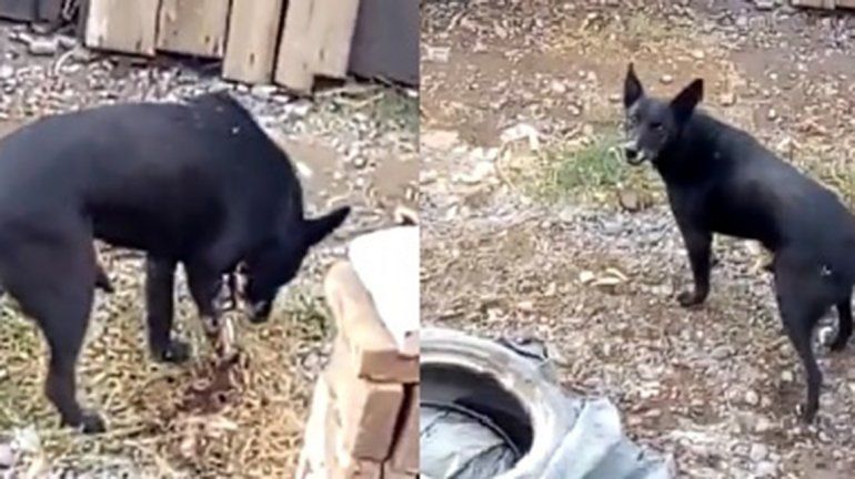 Piden ayuda para una perrita en estado de abandono en el barrio Obrero A