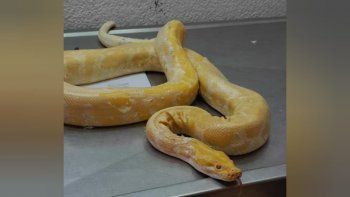 ¡tremendo! mira el piton albino que secuestraron de una casa de plottier