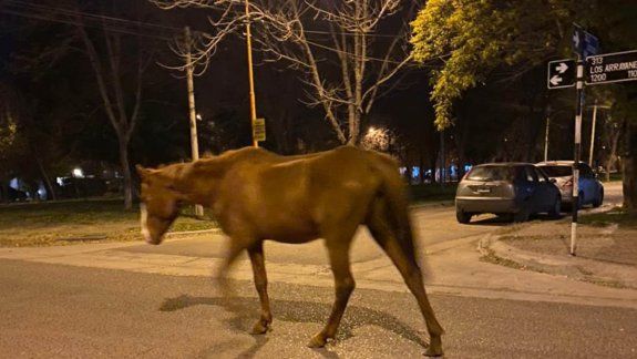 Caballos sueltos en barrios de Cipolletti