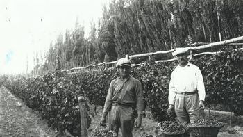 ¡Buen viñedo, buena cosecha! Foto: Archivo Cabus Trenes.