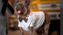 Rocco, el fiel perro al que lloran los Bomberos de Roca.