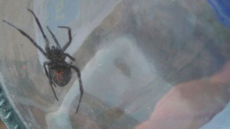 Tras el desmalezamiento que realizó el Municipio en el Distrito Vecinal Noreste