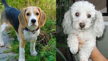 perros-robados.jpg